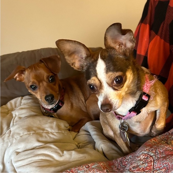 Meet your Posher, Suzanne - Picture 1 of 1